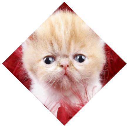 mm590a79b2529db.png